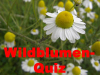 Wildflower quiz