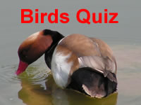 Birds quiz