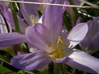 Blumen Quiz