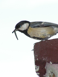 Birds quiz