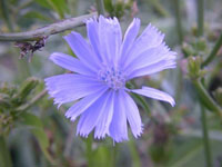 Wildblumen Quiz